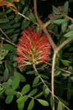 Melaleuca hypericifolia RCP6-09 204.jpg